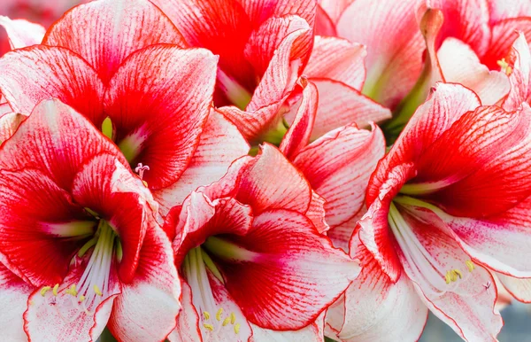 Pembe Amaryllis çiçekler — Stok fotoğraf