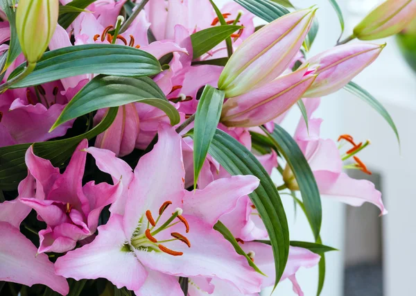 Amaryllis belladonnas rosa Blüten. — Stockfoto
