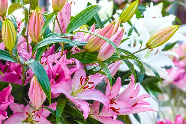 Amaryllis Belladonnas pink flowers. — Stock Photo, Image