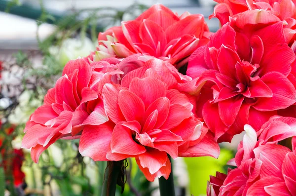 Rote Amaryllisblüten — Stockfoto