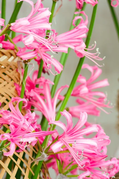 Hippeastrum flowers — Stock Photo, Image