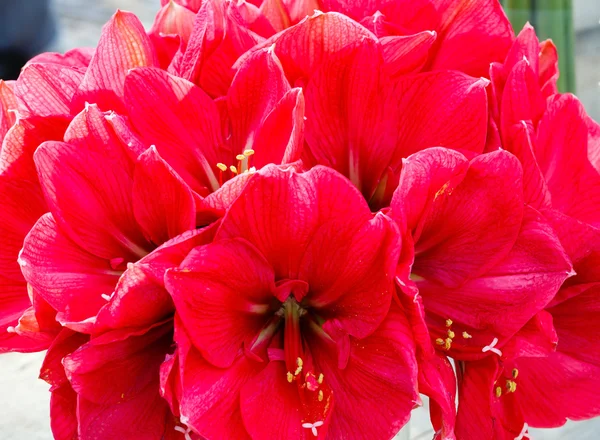 Fleurs amaryllis rouge — Photo