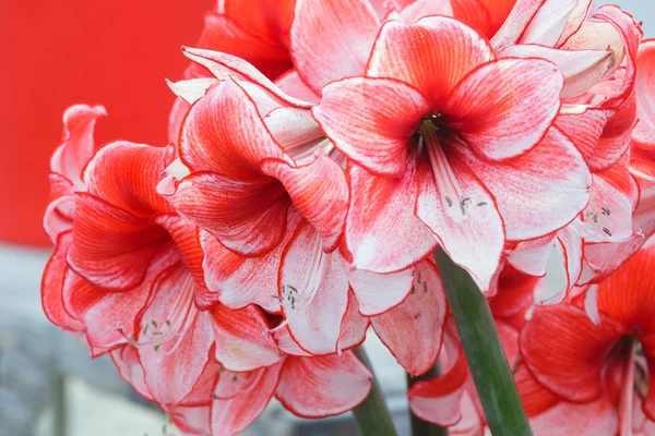 Amaryllis flowers bouquet — Stock Photo, Image