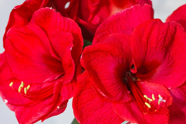 Fleurs amaryllis rouge — Photo