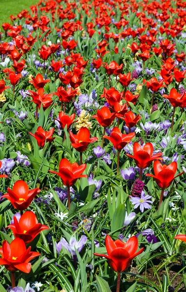 Spring red tulips and purple crocuses (closeup) — Stock Photo, Image