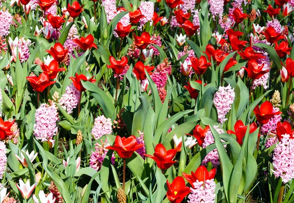 Tulipas vermelhas da primavera e jacintos rosa (close-up ) — Fotografia de Stock