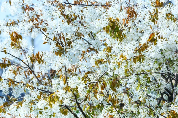 白開花ツリー — ストック写真