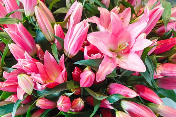 Amaryllis çiçek buketi — Stok fotoğraf
