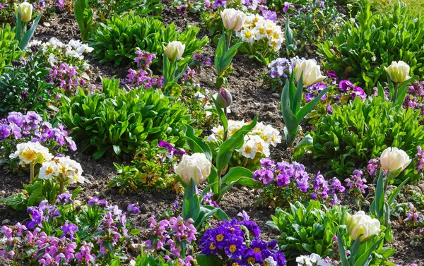 Spring flowers background — Stock Photo, Image