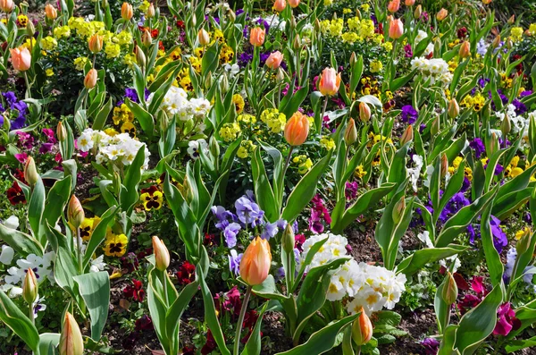 Primavera fiori sfondo — Foto Stock