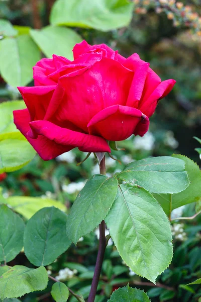 Rosa roja flor primer plano — Foto de Stock