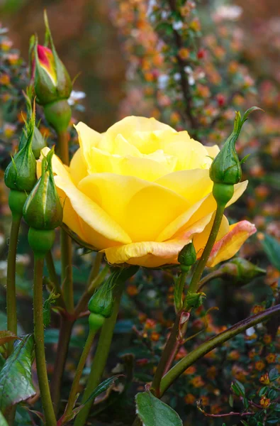Žlutá růže květ záběr — Stock fotografie