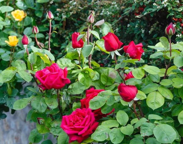 Closeup červené květy růže — Stock fotografie