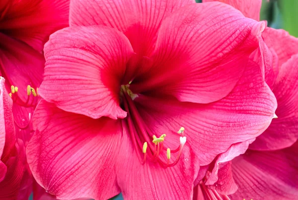 Рожеві квіти Amaryllis — стокове фото