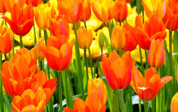 Tulipes multicolores dans le parc de printemps . — Photo