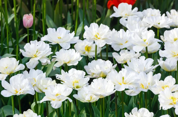 Beautiful white tulips closeup. — Stock Photo, Image