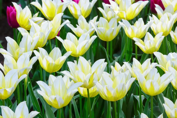 Beautiful white tulips closeup. — Stock Photo, Image