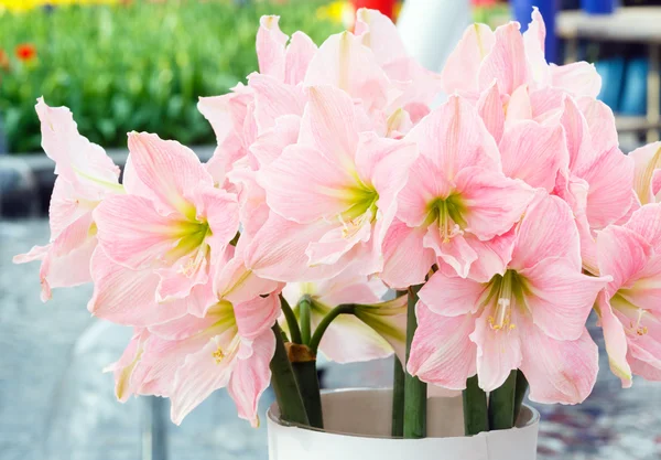 Bouquet de fleurs Amaryllis — Photo