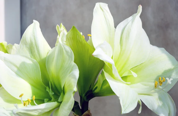 Flores brancas Amaryllis — Fotografia de Stock