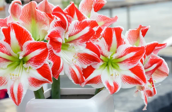 Amaryllis flowers bouquet — Stock Photo, Image