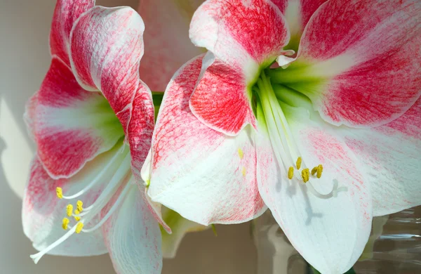 Rouge avec des fleurs blanches Amaryllis — Photo