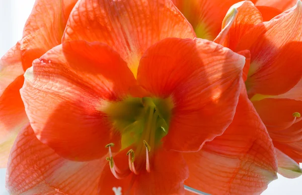 Amaryllis kırmızı çiçekler — Stok fotoğraf