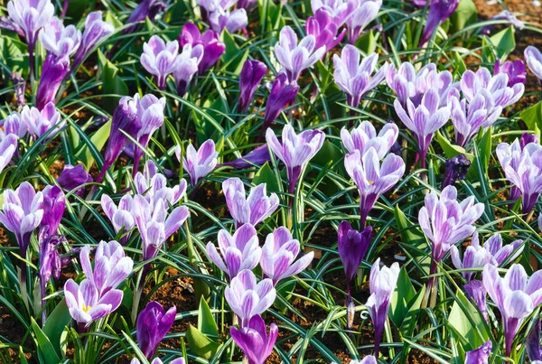 Весенние фиолетовые крокусы (макро ) — стоковое фото