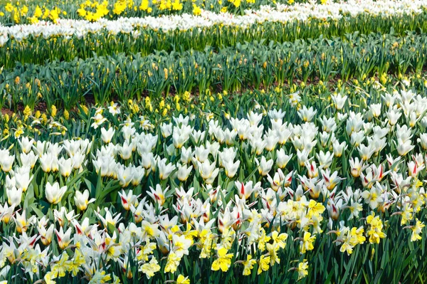 Bellissimi tulipani bianchi e narcisi . — Foto Stock