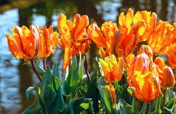 Tulipani multicolori nel parco primaverile . — Foto Stock