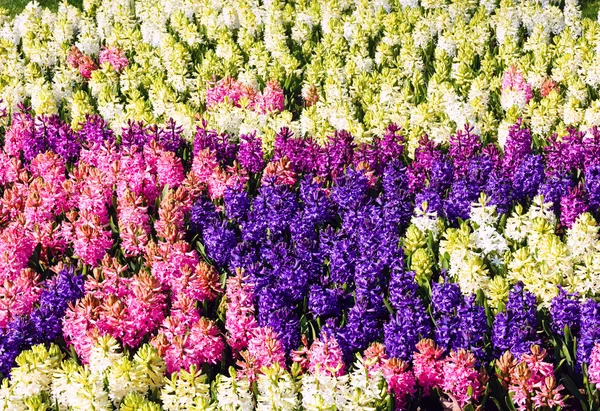 Flowerbed with many-colored hyacinths — Stock Photo, Image