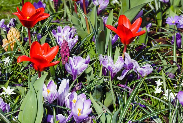 Czerwone tulipany wiosna i fioletowe krokusy (zbliżenie) — Zdjęcie stockowe