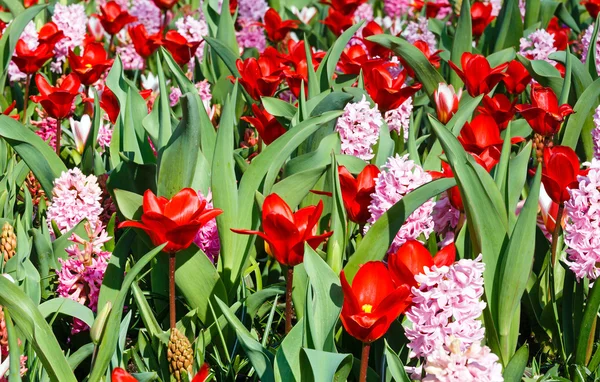 Весной красные тюльпаны и розовые гиацинты (крупный план) ) — стоковое фото
