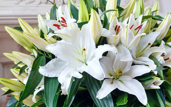 Amaryllis flowers bouquet — Stock Photo, Image
