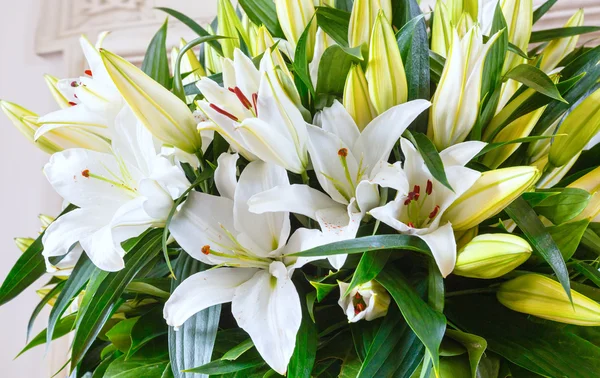 Amaryllis bloemen boeket — Stockfoto