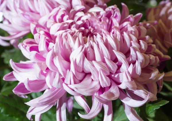 Magenta chrysanten — Stockfoto