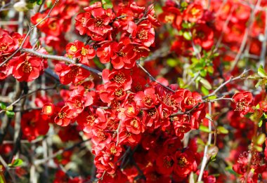 Japanese Quince branch clipart