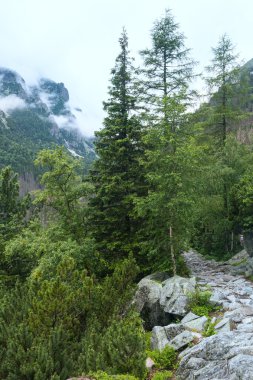 büyük soğuk vadi yaz görünümü (yüksek tatras, Slovakya).