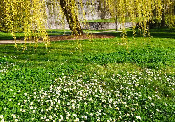 Jarní park. — Stock fotografie