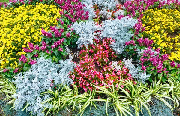 Sonbahar flowerbed kompozisyon — Stok fotoğraf