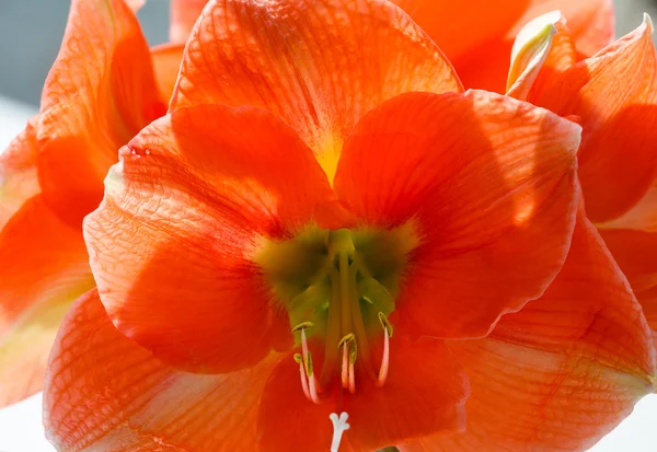 Rosa Amaryllis blommor — Stockfoto