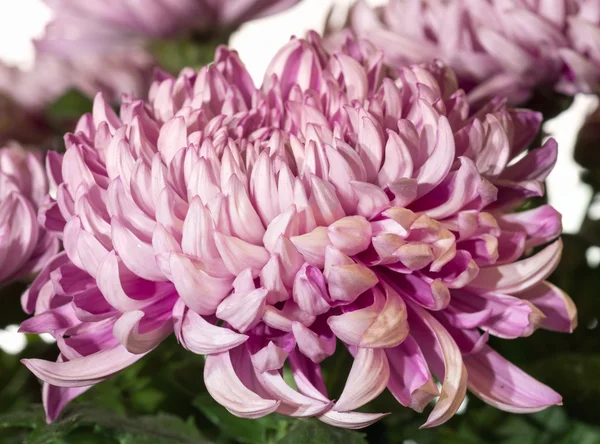 Magenta chrysanten — Stockfoto