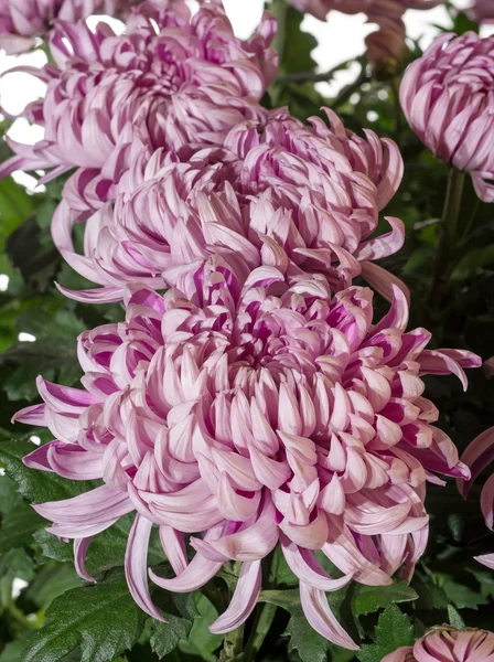 Magenta chrysanthemums — Stock Photo, Image