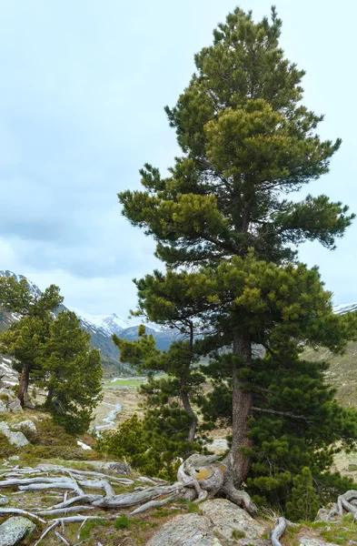 Summer mountain landscape (Fluela Pass, Switzerland) — Stock Photo, Image