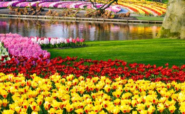 Sarı laleler ve varicolored sümbül bahar