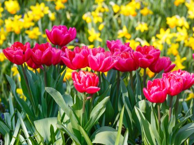 güzel kırmızı lale ve sarı nergis 