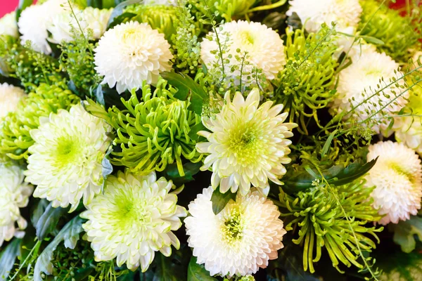 Bouquet de fleurs de chrysanthème blanc — Photo