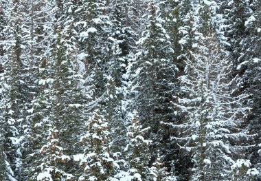 karlı köknar ağaçları. 