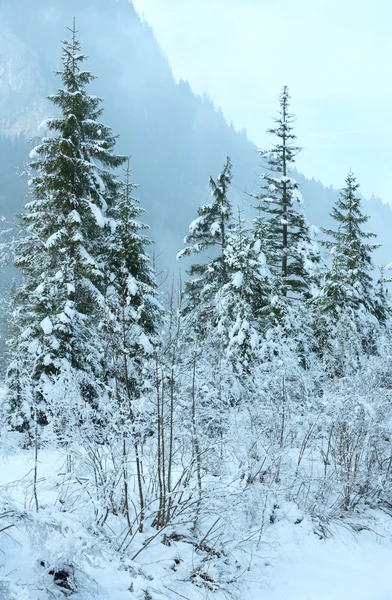 Abetos nevados . — Fotografia de Stock