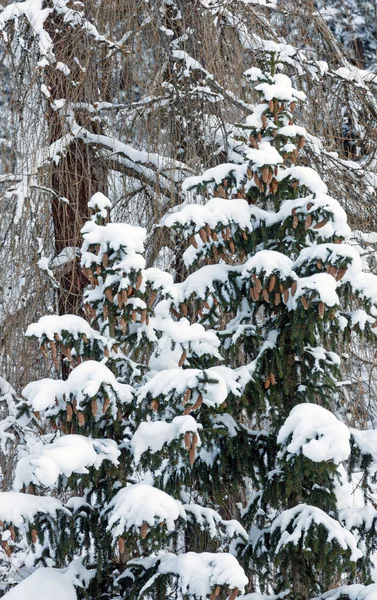 Снежные ели с шишками . — стоковое фото