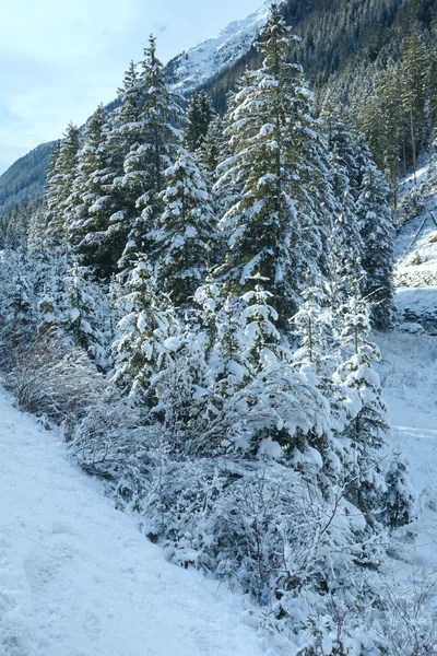 冬天的雪灌木和树木. — 图库照片